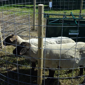 แผงตาข่ายลวดเชื่อมแบบดัตช์วีฟ 2x2 ดีไซน์ทันสมัย ขายดี พร้อมการดัดโค้งสำหรับป้องกันปศุสัตว์ - Product Image 2