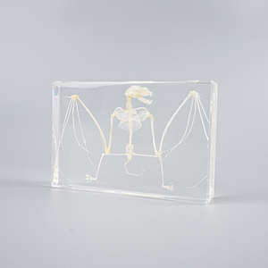 Spécimen de taxidermie résine intégrée Unique cristal clair véritable chauve-souris squelette demi presse-papier pour l'éducation scolaire - Product Image 2