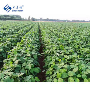 Produit 4 étoiles Sinocharm BRC-A <span class=keywords><strong>haricots</strong></span> Edamame IQF grande taille 750 grains par 500g de grains Edamame congelés à vendre - Product Image 5