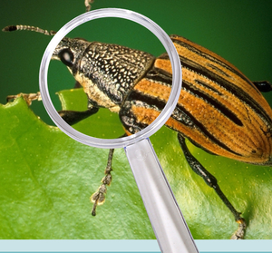 Loupe de poche en plastique de style classique pour enfants de 40mm avec poignée droite transparente pour les jouets cadeaux d'éducation scientifique - Product Image 5