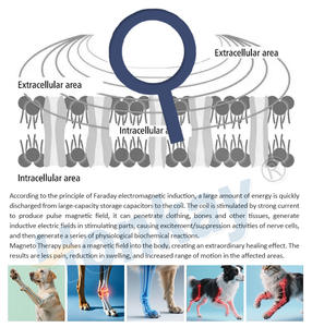 Dispositivo PEMF per la Cura Quotidiana di Cani Anziani e Gatti, Terapia a Campo Elettromagnetico Pulsato per il Benessere - Product Image 6
