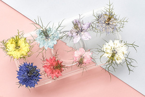 Jasminum-suministros para hacer tarjetas de pétalos, joyería de resina, plantas naturales respetuosas <span class=keywords><strong>con</strong></span> el medio ambiente, <span class=keywords><strong>flor</strong></span> prensada Real para secar - Product Image 6