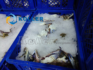 Macchina per Ghiaccio in Scaglie da 2 Tonnellate per Frutti di Mare, Macchina per la Produzione di Ghiaccio in Scaglie a Risparmio Energetico ed Efficiente Koller - Product Image 6