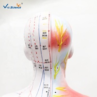 Modelo de Acupuntura Humana de 85CM con Anatomía Muscular de Medio Cuerpo, Modelo de Enseñanza de Puntos de Acupuntura Masculinos para TCM, con Certificaciones CE/ISO/ROHS/CNAS
