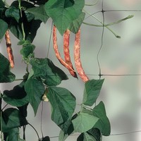 Treillis de jardin robuste en polypropylène, filet de soutien pour plantes, outils de culture, treillis et filet pour pois, 2Mx100M