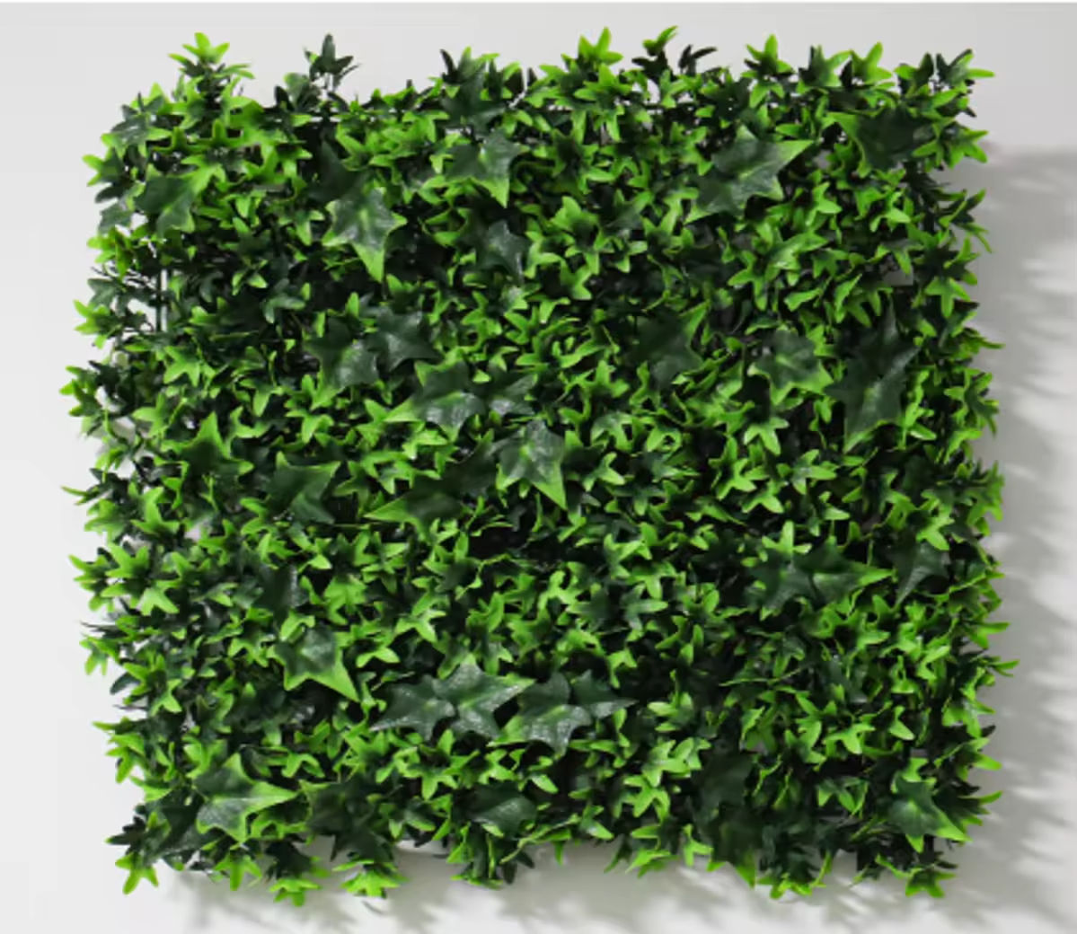 Feuilles de patate douce