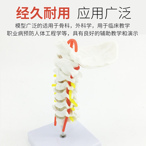 Modèle de colonne vertébrale humaine, vertèbres, modèle de colonne vertébrale lombaire, colonne vertébrale cervicale avec nerfs, structure de la colonne vertébrale thoracique, intervertèbres lombaires - Product Image 5