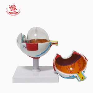 Modelo de anatomía ocular (7 partes, ampliado 6 veces): retina, lente, oftalmología, ajuste de gafas, ambliopía, enseñanza del astigmatismo. - Product Image 1