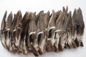 도매 천연 청둥 오리 날개 재료 오리 깃털 공예 DIY 플라이 낚시 재료 의상 액세서리 카니발 파티 장식 - Product Image 3