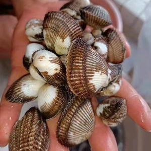 หอยเลือดแช่แข็งอาหารทะเล - Product Image 1