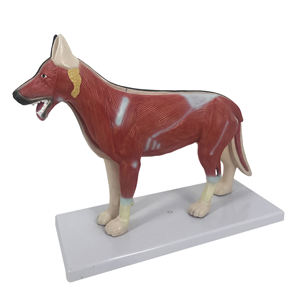 Tıbbi öğretim için Gelsonlab HSBM-398 sığır akupunktur modeli - Product Image 4