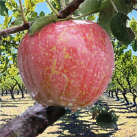 Groothandelsprijs Op Rode Fuji-Appels Vers Chinees Fruit