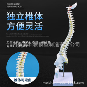 Squelette de simulation pédagogique : modèle de colonne vertébrale de 45 cm avec modèle d'os de jambe, spécimen de squelette humain à l'échelle 1:1, vertèbres lombaires. - Product Image 3