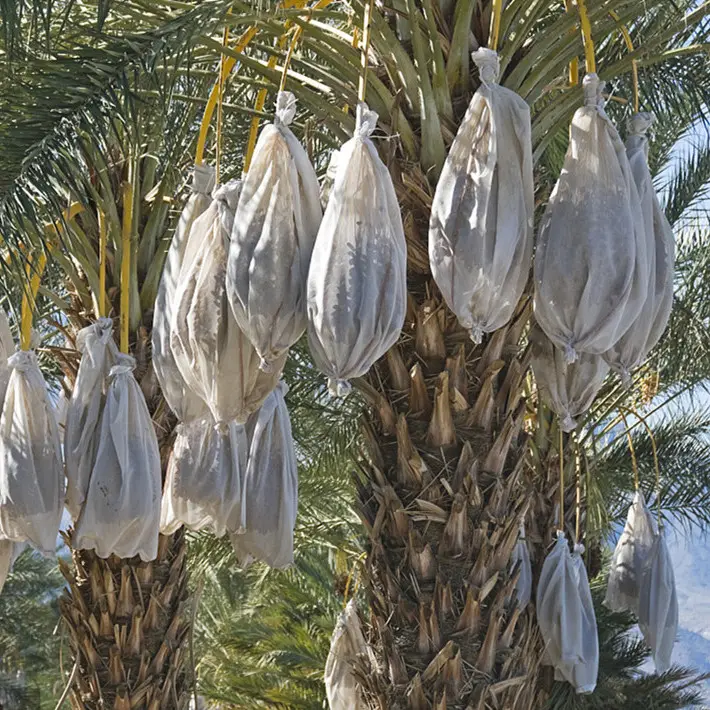 حقيبة شبكية لحماية فاكهة شجرة النخيل بمقاس 80*100 سم