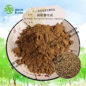 Tribulus terrestris bột cho người đàn ông cung cấp sức khỏe nhà máy chiết xuất bột Fructus Tribulus terrestris chiết xuất bột - Product Image 2
