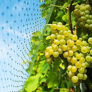 Su misura PP traliccio reticolato reticolato pianta arrampicata netto per cetriolo pomodoro chicco d'uva - Product Image 6