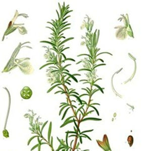 Top Quality Rosemary <strong>Extract</strong> Preservative Suppliers Organic Rosemary <strong>Extract</strong> <strong>25</strong>% Rosmarinic <strong>Acid</strong> Rosemary <strong>Extract</strong> Powder - Product Image 5