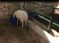 Mangeoire pour moutons Équipement d'élevage de chèvres Élevage de moutons