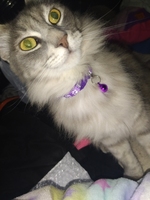 Collier à boucle réglable coloré pour chat, accessoire pour animaux de compagnie, accessoire chats
