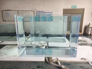 2025 Aquariumvissen Te Koop - Product Image 2