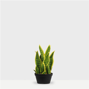 Árbol Bonsái de Agave Amarillo Verde, Suculenta <span class=keywords><strong>Lengua</strong></span> de la Madre de la <span class=keywords><strong>Suegra</strong></span>, Plantas Artificiales de Venta Caliente, Plantas Serpiente para Decoración del Hogar y Oficina - Product Image 4