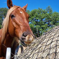 Prix usine filets à foin pour chevaux grande balle foin cheval filet d'alimentation lente filets à foin pour chevaux