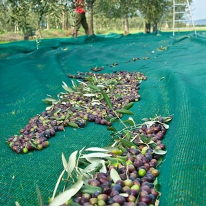 โรงงานผลิตวัสดุ HDPE ตูนิเซีย กรีซ อิตาลี บัลแกเรีย ตาข่ายเก็บเกี่ยวผลมะกอก <span class=keywords><strong>8x12</strong></span> 8x100 / ตาข่ายเก็บเกี่ยวมะกอก - Product Image 1