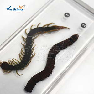 Spécimen Comparatif de Centipède et Mille-pattes Embossé dans la Résine – Échantillon d'Arthropode pour l'Enseignement Zoologique – CE/ISO/ROHS/CNAS - Product Image 2