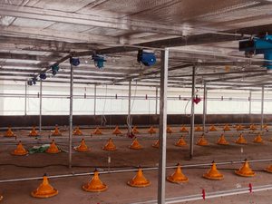 Comederos Automáticos Duraderos para Aves de Corral con Garantía - Product Image 5