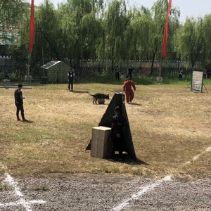 Tam boy 3 bacaklı kör köpek eğitim ekipmanları K9 arama eğitim yarışması için esnek taşınabilir gizleme yeri - Product Image 4