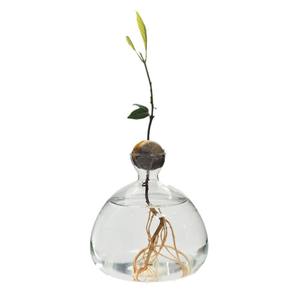 <span class=keywords><strong>Vase</strong></span> hydroponique de style japonais pour <span class=keywords><strong>avocat</strong></span>, récipient spécial pour la plantation et la culture des graines d'<span class=keywords><strong>avocat</strong></span>, pot de jardinage - Product Image 5