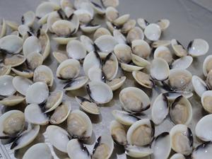 Concha <span class=keywords><strong>de</strong></span> almeja blanca congelada en ALTA CALIDAD y BUEN <span class=keywords><strong>PRECIO</strong></span> para la venta al por mayor <span class=keywords><strong>de</strong></span> concha <span class=keywords><strong>de</strong></span> almeja blanca en - Product Image 4