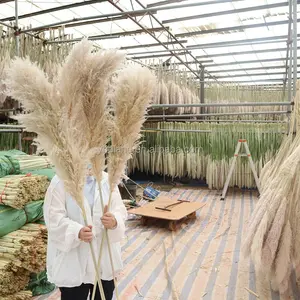 SP09 2023 New Pampas Bohemian Wedding Decor Dry Grass Flower Beige Large Tall Fluffy Plumes Dried Reed Big Pampas Grass