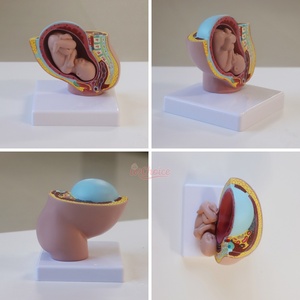 Simulator obstetri dan melahirkan, Model janin sembilan bulan kustom dengan kehamilan dalam panggul, Model melahirkan - Product Image 5