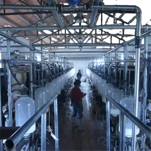 Cow Herringbone Milking Parlor For Sale