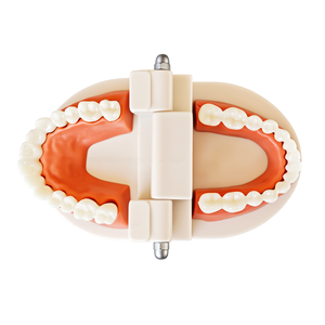 Venta al por mayor Tamaño real Estándar 28 Dientes Modelo PVC Cavidad bucal Demostración Mandíbula <span class=keywords><strong>Bisagra</strong></span> articulada para cepil - Product Image 6