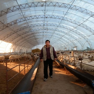 Sheep Feeding Trough and <strong>Hay</strong> <strong>Rack</strong>, Galvanized Steel Design for Group Feeding Management - Product Image 6