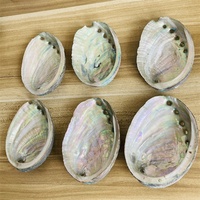 Coquilles d'ormeau naturelles, coquilles de conques, aquarium, aquascape, bricolage, ornements en sauge brûlée, méditation