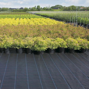 Film di Pacciamatura in Plastica Agricola Tappeto Antierbacce in Tessuto Intrecciato Resistente Copertura per Terreno Telo per il Controllo delle Erbe Infestanti - Product Image 6