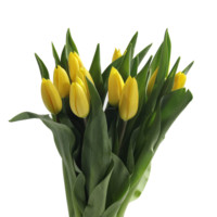 Pengiriman Cepat Grosir Tersedia Sepanjang Tahun Tulip Potong Segar Merah Kuning Oranye Putih Ungu untuk Dekorasi Rumah Pernikahan.