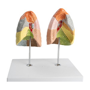 Juego de 2 piezas de segmentos de pulmón de colores, 10 segmentos cada uno para pulmones izquierdo y derecho, producto de ciencia médica - Product Image 1
