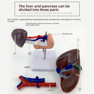 Анатомическая модель, структура кровеносных сосудов для поджелудочной железы печени, двенадцатиперстной кишки, селезенки, для медицинского образования, ПВХ, для школ, медицинских школ - Product Image 3