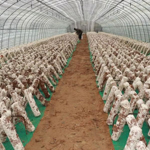 African Mushroom <b>Greenhouse</b> Commercial Mushroom Growing <b>Greenhouse</b> 10x30m | Humidity Control + Ventilation System - Product Image 3