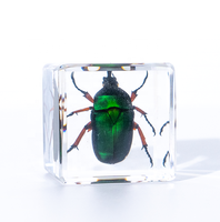 Presse-papiers en résine avec spécimens d'insectes divers conservés dans la résine, vrais insectes et plantes dans une collection d'insectes, jouets amusants pour collectionneurs d'insectes et d'animaux.