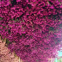 Batang Globe Amaranth Kering Alami Asli, Bunga Gomphrena Abadi untuk Kerajinan DIY, Fotografi, Aromaterapi, Seni Resin