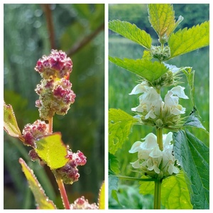 Phenmedipham 97% TC <strong>Herbicide</strong> CAS 13684-63-4 - Selective Post-emergence for Sugar Beet &amp; Spinach, Broadleaf - Product Image 2