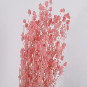 Fleurs de marron de mer séchées de haute qualité, fruits de la Saint-Valentin séchés, Eryngo <span class=keywords><strong>Eryngium</strong></span> <span class=keywords><strong>Foetidum</strong></span> pour la décoration de mariage - Product Image 2