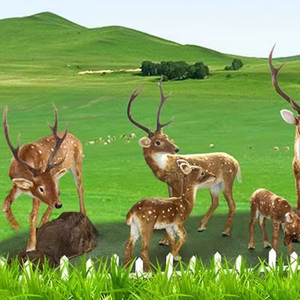 <span class=keywords><strong>Buon</strong></span> <span class=keywords><strong>natale</strong></span> nuovi prodotti all'aperto animate simulate animali pelliccia elettrica di cervo ornamento Animatronic renna - Product Image 2