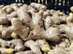 Gingembre mûr de haute qualité du Vietnam gingembre séché et frais biologique pour l'approvisionnement en gros - Product Image 4