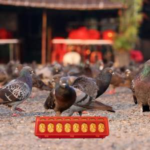 Mangeoire <span class=keywords><strong>rectangulaire</strong></span> pour poussins à 28 trous avec couvercle, anti-gaspillage, longue auge pour volailles, poulets, canards, oies, pigeons, élevage avicole - Product Image 6